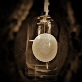 Höhlenpflanze (von Floyd)