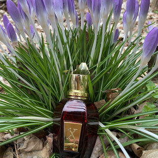 Golden Moka von Xerjoff