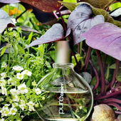 Verkrautete Blumenwiese. (von GreenIvy)