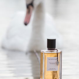 Precious Oud - Van Cleef & Arpels