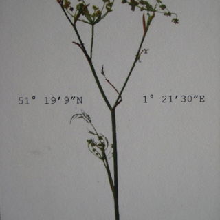 21 30 E Pegwell / 51° 19’ 9”N 1° 21’ 30”E - Haeckels