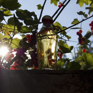 Samsara Shine - Guerlain