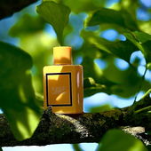 Sonnenanbeter ☀️ (by Kokusai)