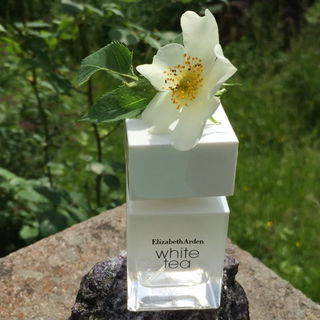 White Tea (Eau de Toilette) von Elizabeth Arden