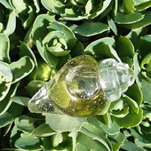 ...1. Parfumogeburtstag...💙🥳🥰🌞💙.......Muschelsucher (von Kailani)