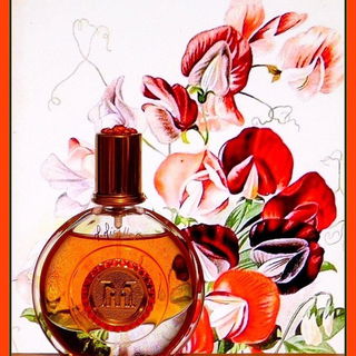 Floral / N°11 - M. Micallef