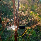 Fundstück, durchleuchtet (von CharlAmbre)