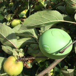 Sweet Delicious Tart Key Lime - DKNY / Donna Karan