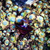 …📷🌍 Thank you. Danke schön. Merci beaucoup. Muchas gracias. Dōmo arigatō gozaimasu 💐… (von Kokusai)