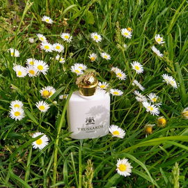 Unter Gänseblümchen...