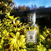 Mein Waldmeister Duft im Waldmeisterpflänzchen (von Scarletrose)