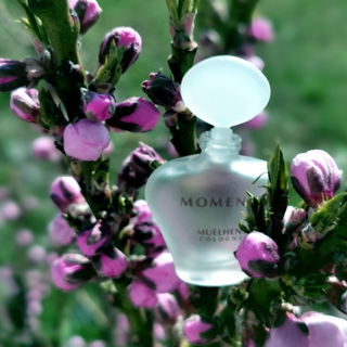 Die Nektarine im Moment