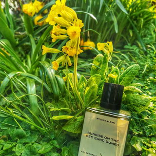 Cedrus (Eau de Parfum) - Chloé