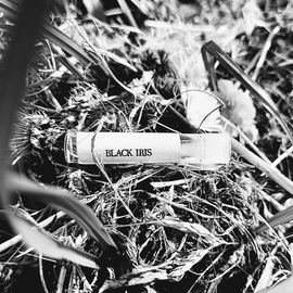Black Iris