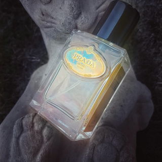 In der Nacht tragen die Katzen Prada