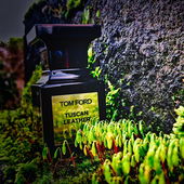 Es blüht im Paradies (von Graybeard)