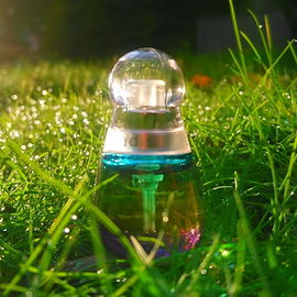 Regentropfen im Sonnenschein ... paradiesisch