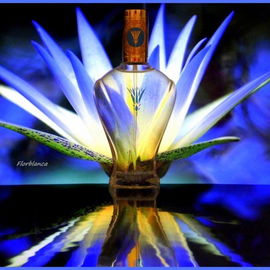 Blue Lotus - William Owen