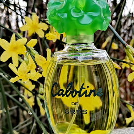 Steht der Winterjasmin in voller Blüte, ist der Frühling nicht mehr fern.