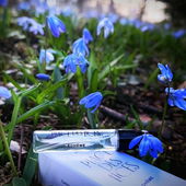 Scillablüten 💙 (von CharlAmbre)