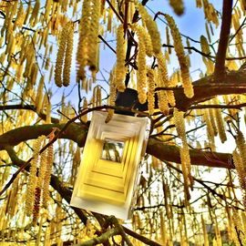 Schwarzkümmelöl rettet von Pollen