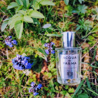 Colonia Assoluta - Acqua di Parma