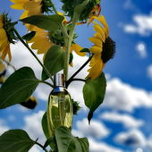 Vor dem Sturm... (by Lavendel18)