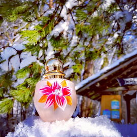 Die Frühjahrsblüten kämpfen sich durch den Schnee.