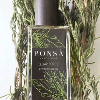 Cedar Forest von Ponsà