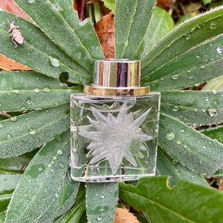 Le Roy Soleil Homme (Eau de Toilette) by Salvador Dali