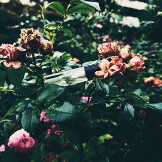 Desert Rose - Urban Scents