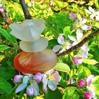 Ein betörend schöner Blumenduft 🌺 Danke, dass Ihr bei der Apfelblüte dabei wart 🩷🍏🩷