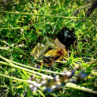 Libre (Eau de Parfum) by Yves Saint Laurent