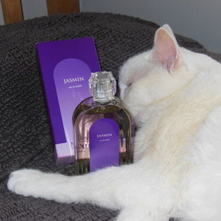 Jasmin (Eau de Toilette) von Molinard