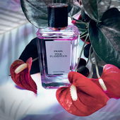 Die Flamingoblume liegt dem Duft zu Füßen (by Gandix)