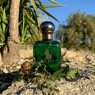 Polo Cologne Intense by Ralph Lauren