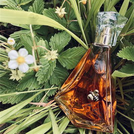 Pure Honey - KKW Fragrance / Kim Kardashian