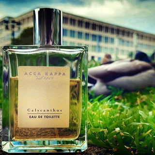 Zu Besuch bei den Großstadt-Enten