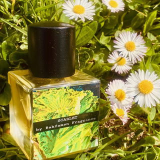 Scarlet by Bahfamsn Fragrance