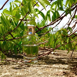 Agua de Rocio - Victorio & Lucchino