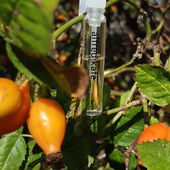 💜💙💜Vielen lieben Dank für Eure lieben Worte und Kommentare zu Alfred in den Hagebutten,  freut mich sehr. Daaanke💙💜💙🙋‍♀️🥰 (von Kailani)