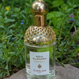 Aqua Allegoria Herba Fresca von Guerlain