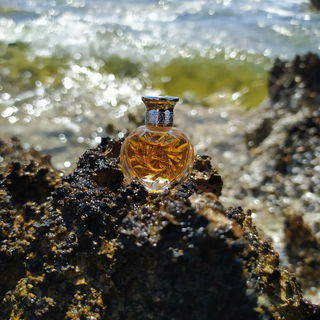 Safari durfte mit auf die Île Sainte Marguerite