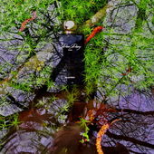 Versunken im Sumpf (dass sich hier der Flakon aufzulösen scheint entsteht durch die Spiegelung des Wassers) (by Gandix)