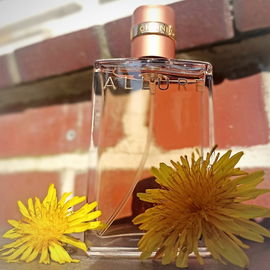 von Zuckerblume