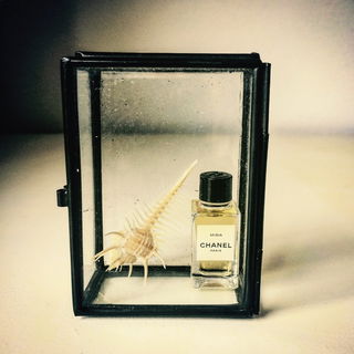 Tanagra (2018) - Violet