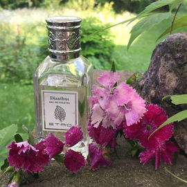 Dianthus - Etro