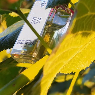 Tilia by Marc-Antoine Barrois