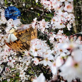 Der Frühling grüsst ❤️🌸
