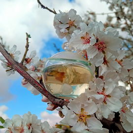 Noa (Eau de Toilette) - Cacharel